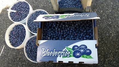 Organic blueberry farm Abbotsford